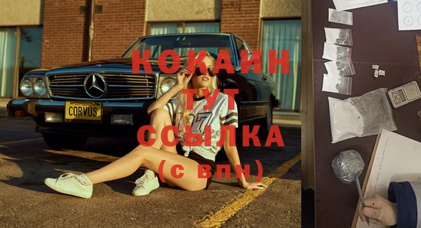 шишки Няндома